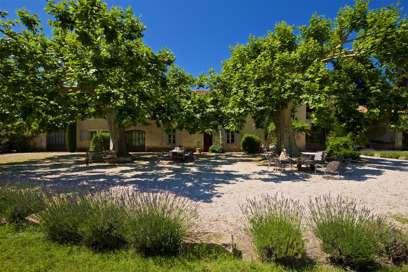 La Garance en Provence — cour intérieure avec platanes centenaires et lavande